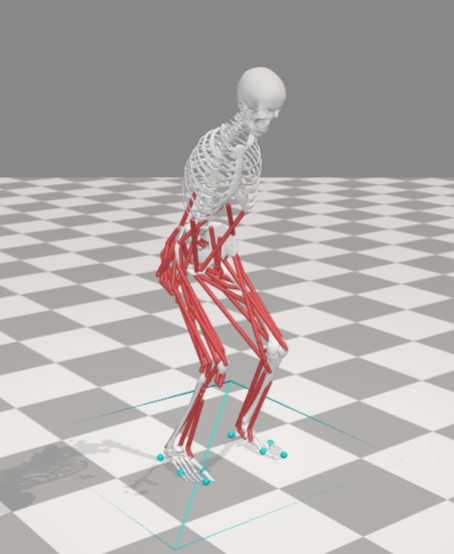 A simulated human musculoskeletal model with leg muscles shown in red